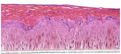 Cell Migration Model