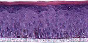 RHPE in Vitro